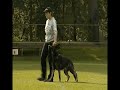 Preview video <strong>Ginoginelli von Karthago Bundessieger 2011 B 98 </strong>