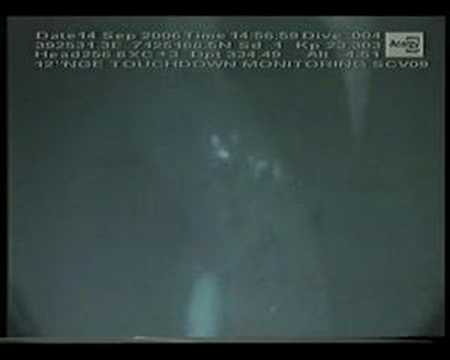 Basking Sharks