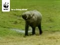 African elephant African elephant