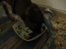 vegeterian boxer vegeterian boxer