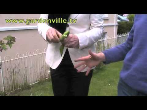 how to fertilize broad beans