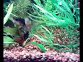 Silvershark