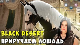 Black Desert Лошади, Ловим, Приручаем, Разводим Black Desert Лошади, Ловим, Приручаем, Разводим