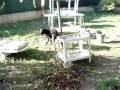 Adoption - urgence pour Tango - recherche une bonne famille