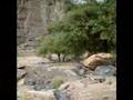 Snake Gorge - flash flood