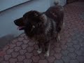 my dog 