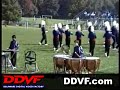 Brandywine HS Marching Band - Fall 1991