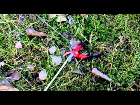 how to replant a tree branch
