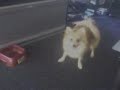Dog Fights Cat, Super Cute Pomeranian Puppy Battles HUGE Cat