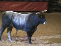 pbr-premier-bucking-bull-sale.html