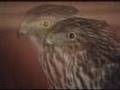The Cooper's Hawk: a day in training...