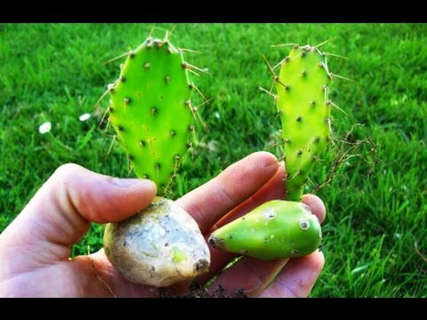 how to replant prickly pear cactus