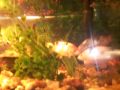 Meus peixinhos ornamentais 