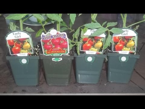 how to grow early girl tomatoes