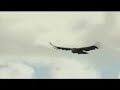 americanta flying condor