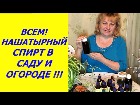 Нашатырный спирт в уходе за клубникой Нашатырный спирт в уходе за клубникой