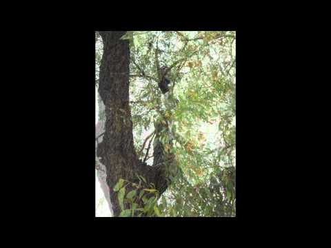 how to replant a eucalyptus tree