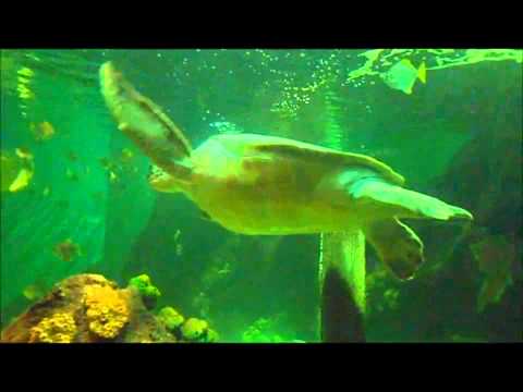 Sealife & Scheveningen - Vlog #70 TueMarch 20 2012