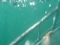 White Shark Cage Diving Adrenaline!