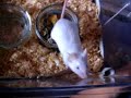 cornichon the little souris cornichon the little souris