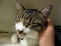 purr :)????????? purr :)?????????