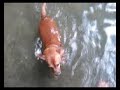 BOTHOM -mi mascota fiel BOTHOM -mi mascota fiel