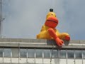 The duck kingdom The duck kingdom