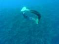 Monofin freediving Paulina and Elena