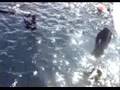 PIPIN DELFIN