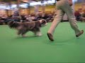 Bitch CC Competition - Crufts 2008 - Bearded Collies