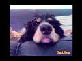 Cachorrinho de pelucia Tica