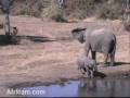 Elephants Africam