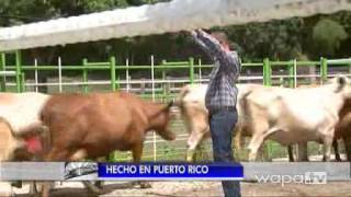 WAPA reseña la producción y comercialización de ganado y carne Grassfed de CaboRojo Steaks