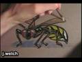 Wasp (sped up)