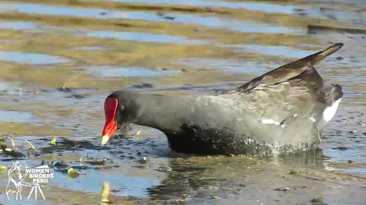 Common Gallinule 