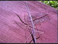 Stick Bug
