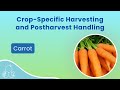Carrot Postharvest Handling
