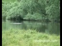 Otters On The Mere ~ Framlingham, Suffolk