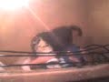 pelea dani vs gigio