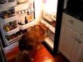 full figured fur ball found in fridge