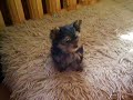 Biju2 - yorkshire terrier