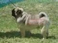 Pug Carlin 1 - Lisboa 2007(domingo)
