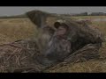 Wild Extremes: ELO Goose Hunt (Clip) Wild Extremes: ELO Goose Hunt (Clip)