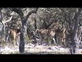 Velvet Axis Deer Hunt