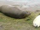 Grey seals in North Somercotes-3