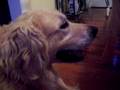 Wrangler: Seizure or Canine Epileptoid Cramping Syndrome
