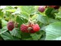 Homemade Raspberry Preserves: Picking Berries Homemade Raspberry Preserves: Picking Berries