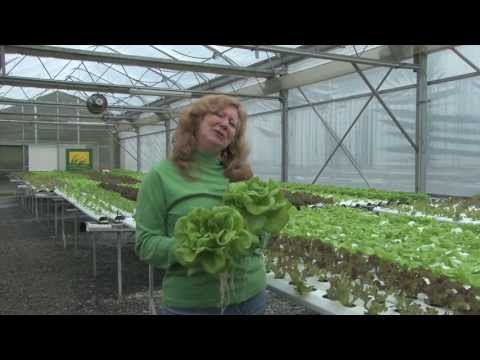 how to harvest hydroponic lettuce