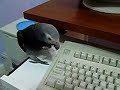 Curious Timneh African Grey
