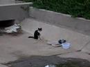 Bat Cat and Robin (the bird)